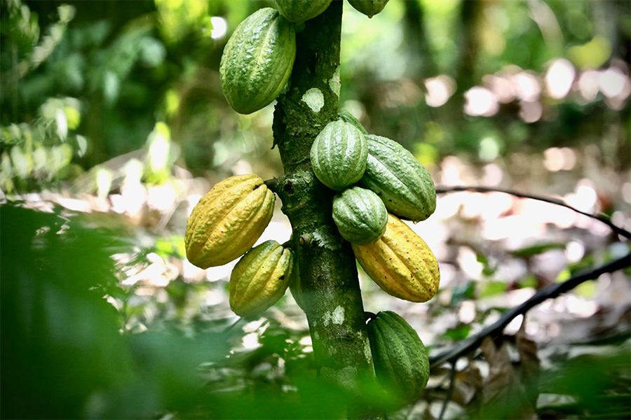 Eye-catching Callebaut Images to communicate your sustainable chocolate in your bar or store.